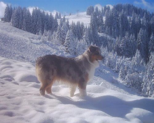 Ubaye Blue Star  mlle Martin ph Trovalet