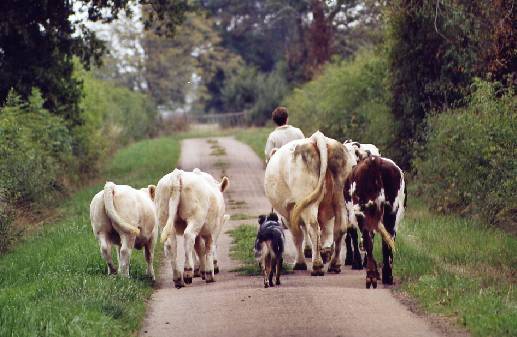 conduite de bovins sur route