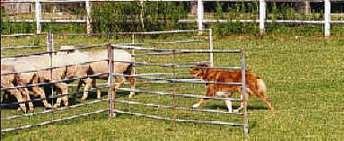 rentre au parc Naikane Red hale_Bopp
