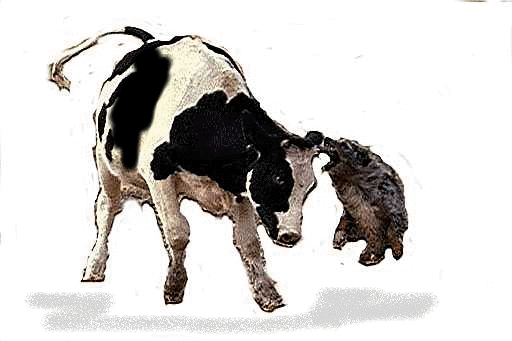 contacter l'association des chiens de bergers de Bourgogne