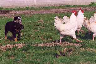 Titeuf Black des Compagnons du Berger sur coqs ph Rougetet